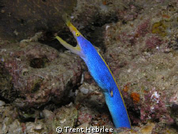 Blue Ribbon Eel, Beqa Island by Trent Hebrlee 